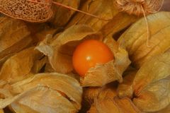 Physalis alkekengi - Lampionblume