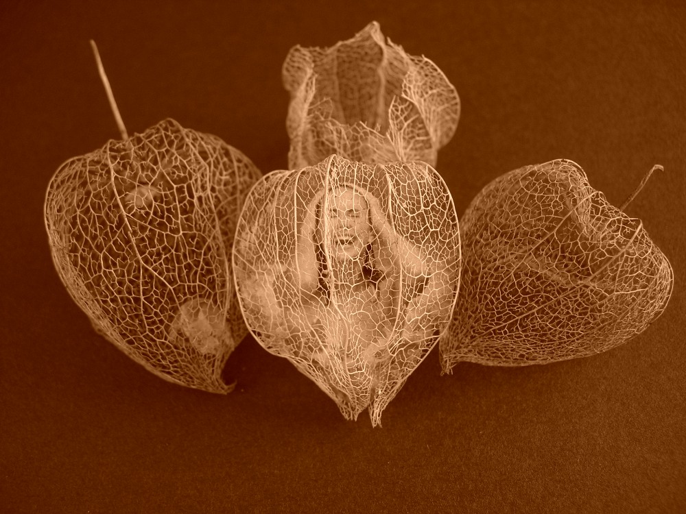 Physalis alkekengi var. franchetii (Lampionblume)