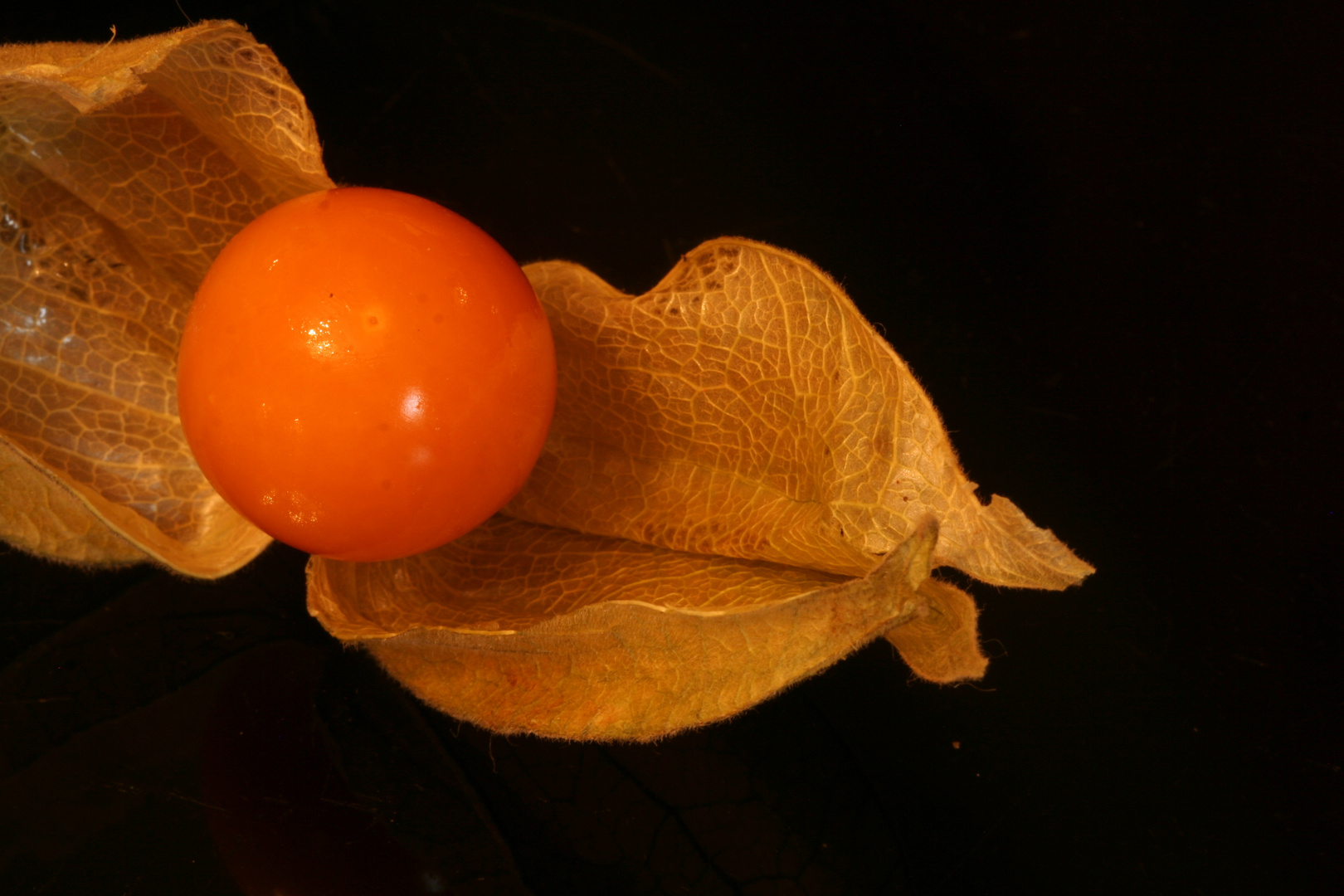 Physalis alkengi