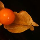 Physalis alkengi