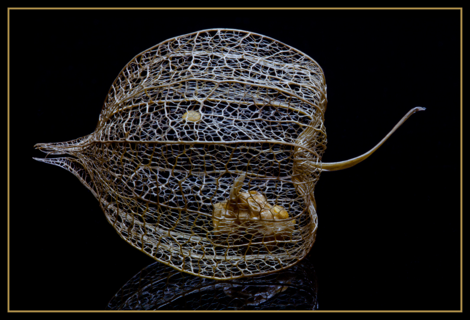 Physalis - Alles was blieb