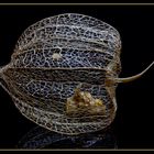 Physalis - Alles was blieb