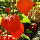 Physalis / Andenbeere