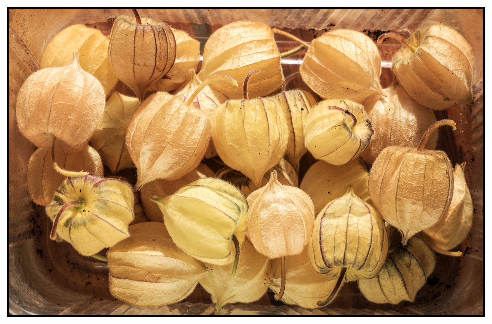 Physalis, Andenbeere