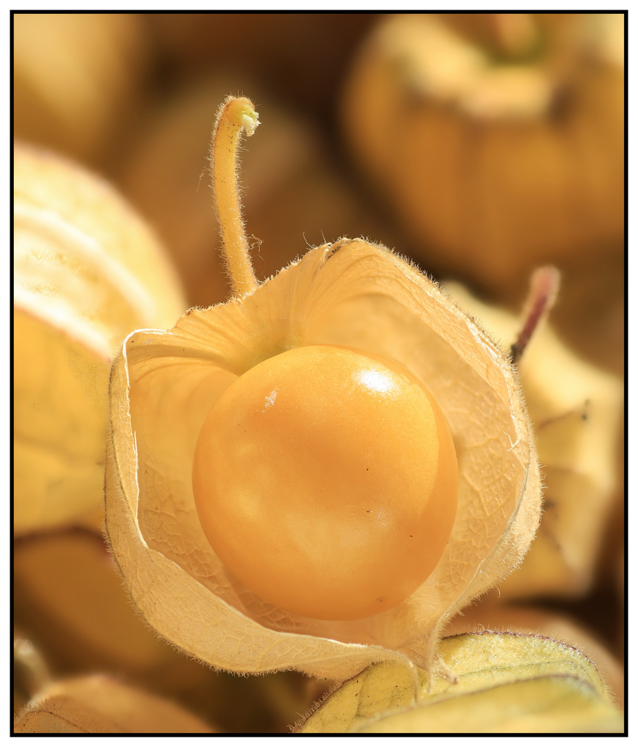 Physalis, Andenbeere