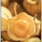 Physalis, Andenbeere