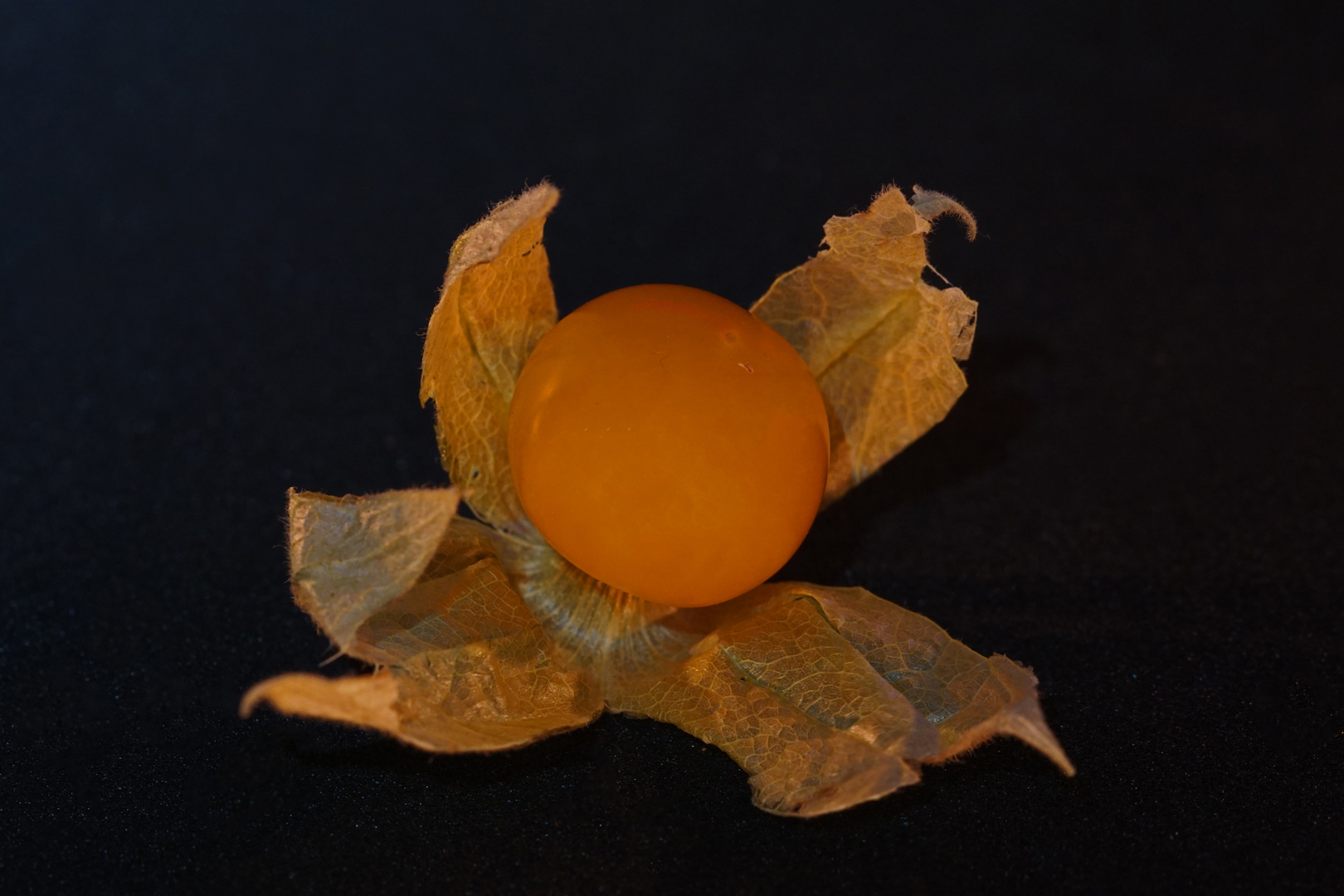 Physalis auch Andenbeere