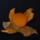 Physalis auch Andenbeere