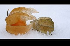 . physalis auf eis .