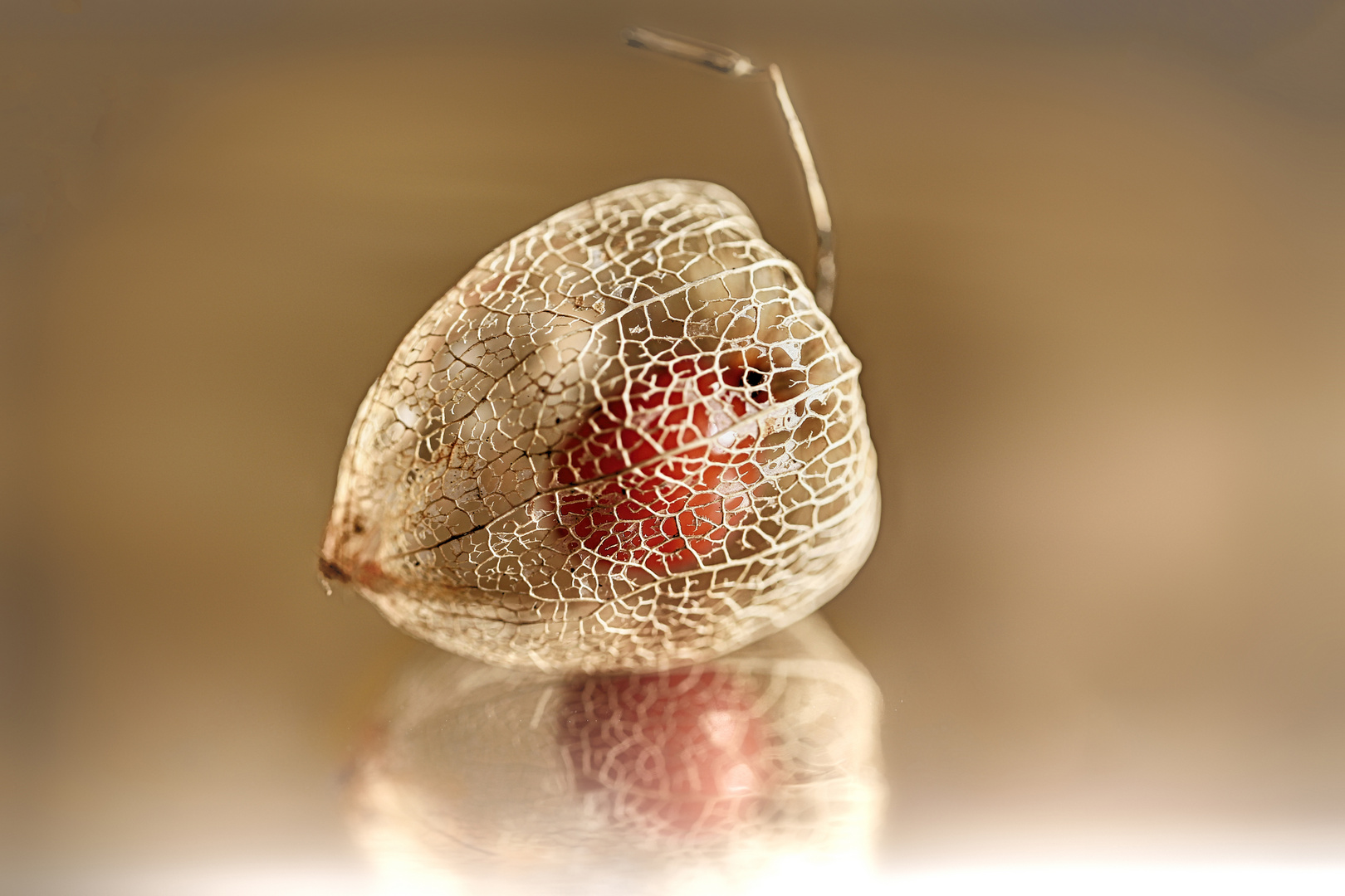 Physalis auf Gold