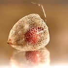 Physalis auf Gold