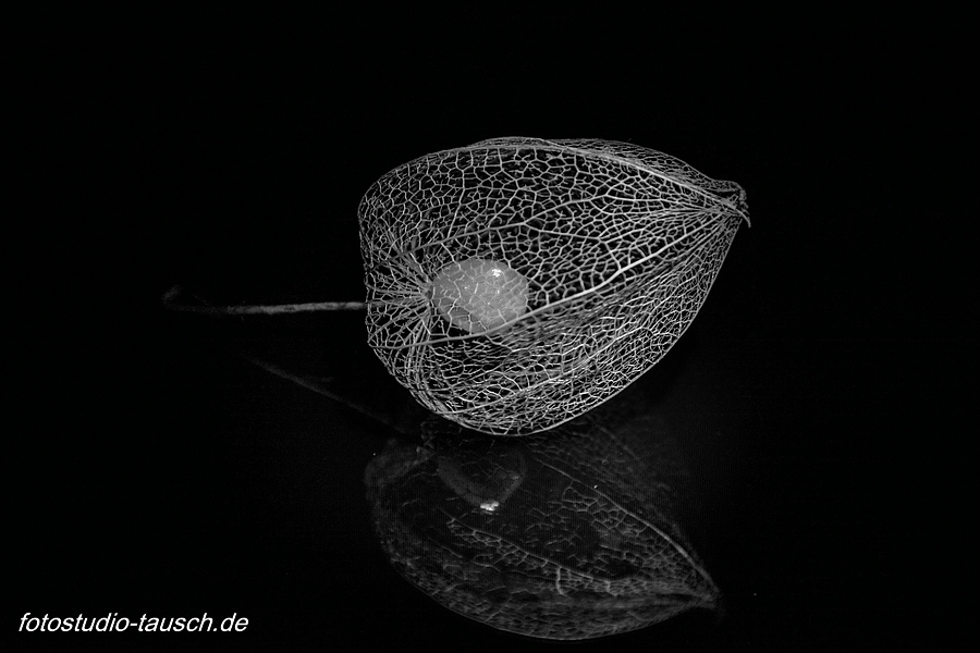 Physalis aus dem Garten