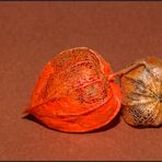 Physalis aus Nachbar's Garten