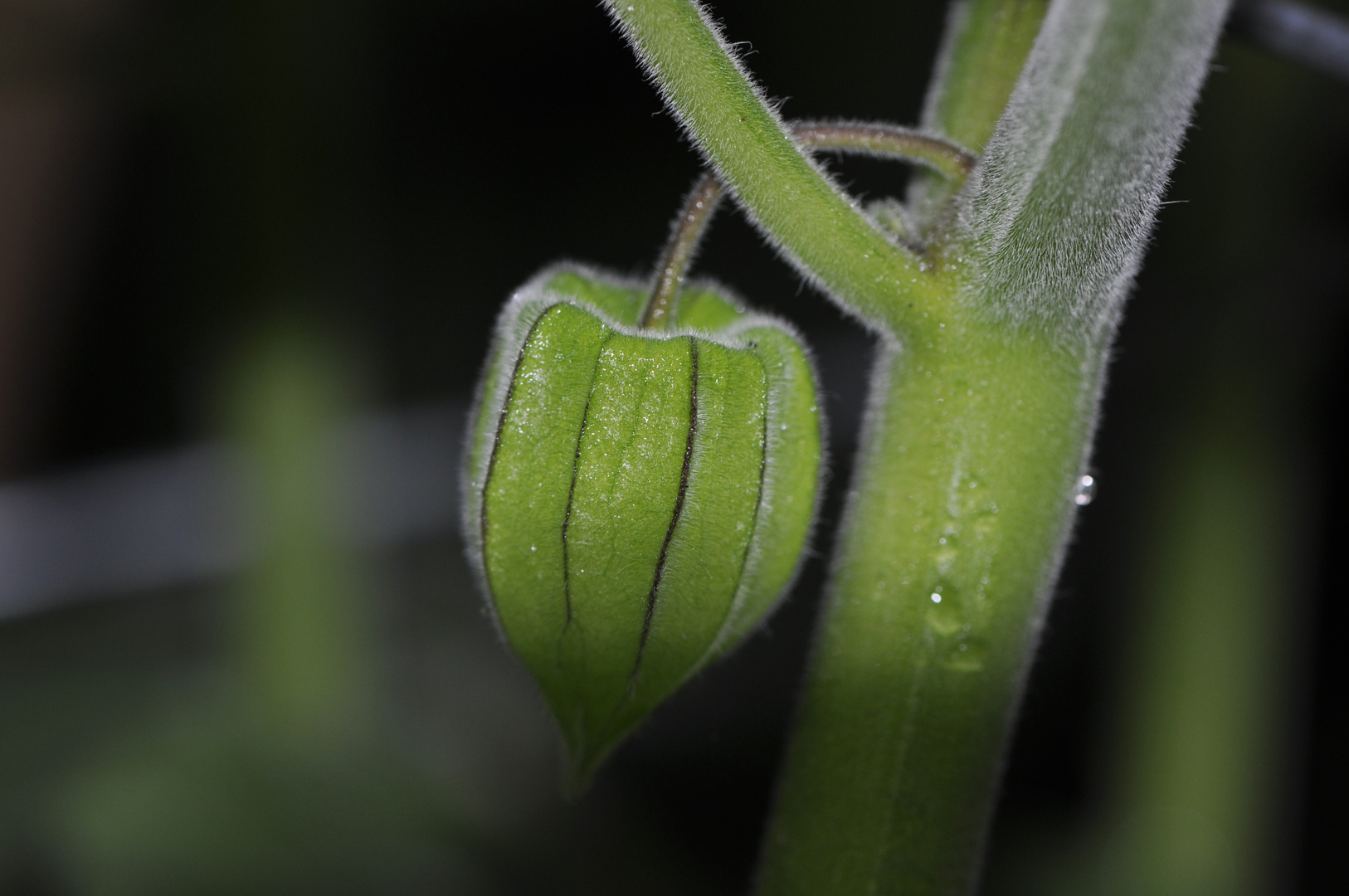 Physalis Aus Unserem Garten Im August 2010 Foto Bild