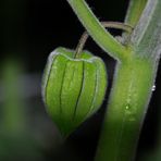 Physalis - aus unserem Garten - im August 2010