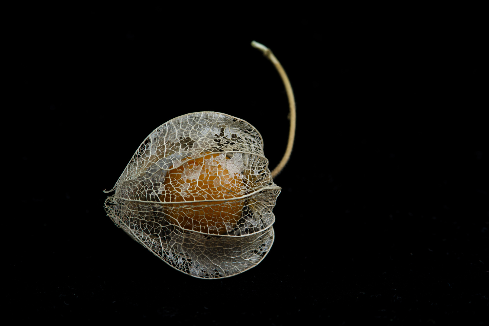  Physalis