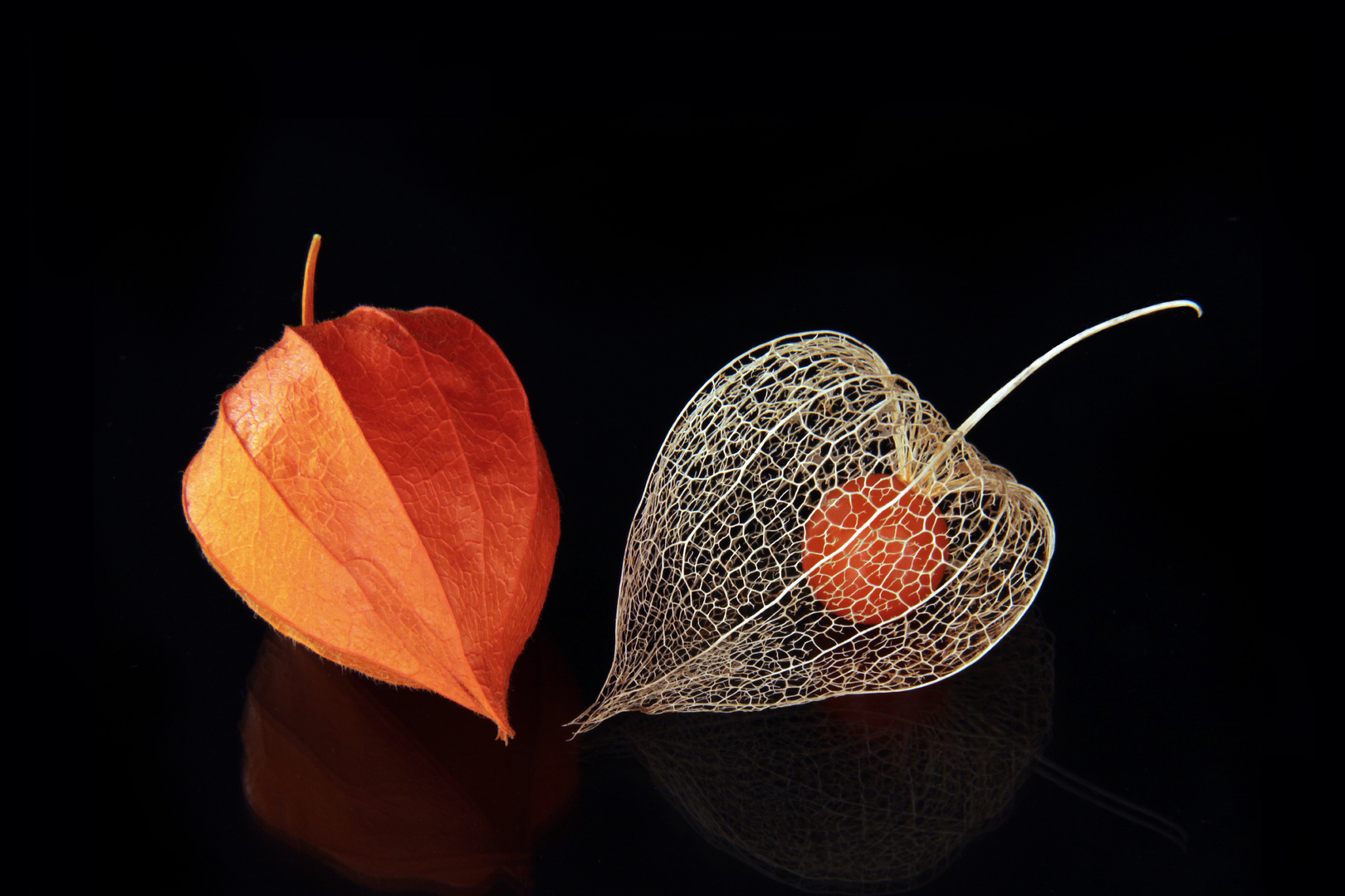 -Physalis-