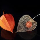 -Physalis-