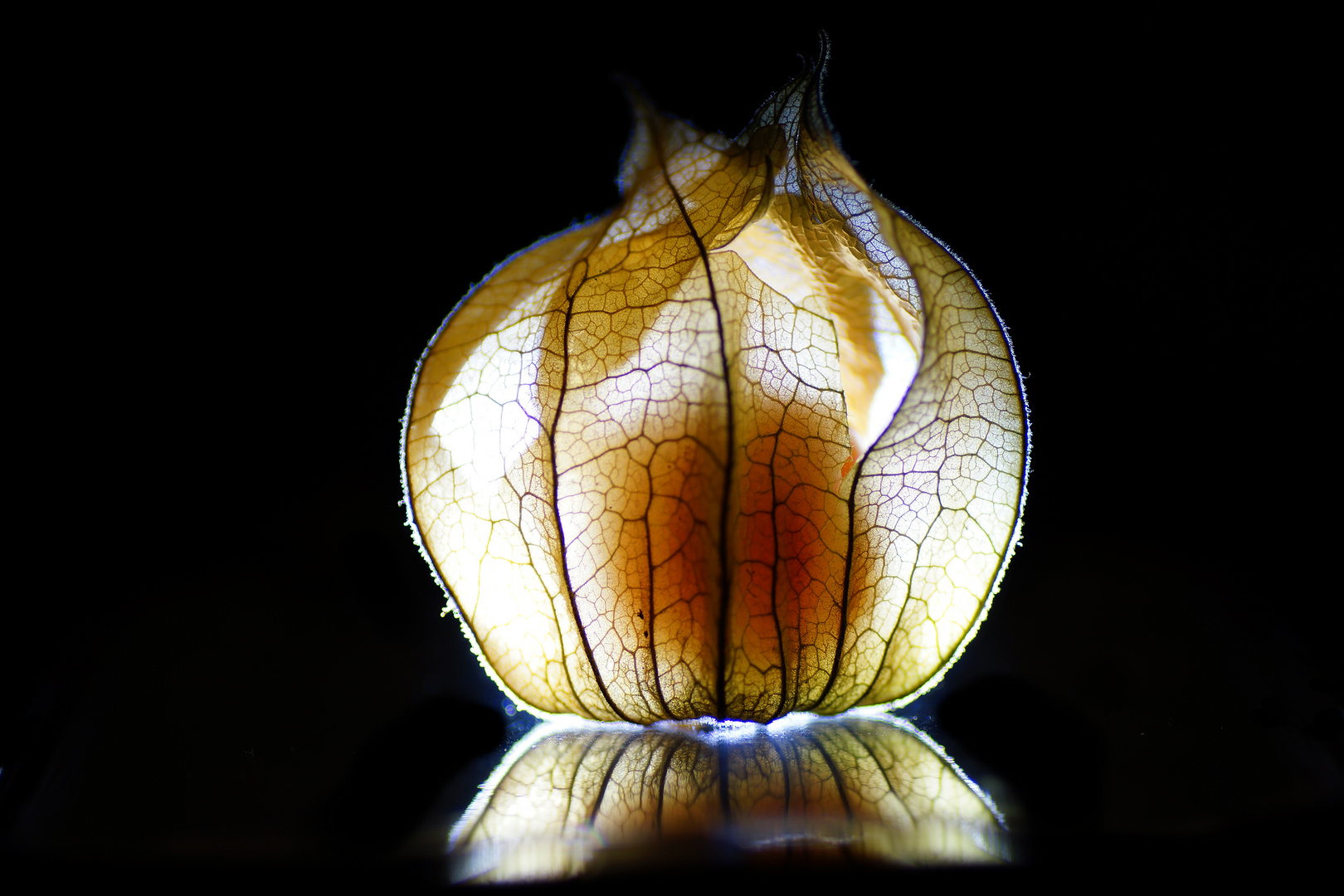 Physalis