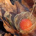 Physalis