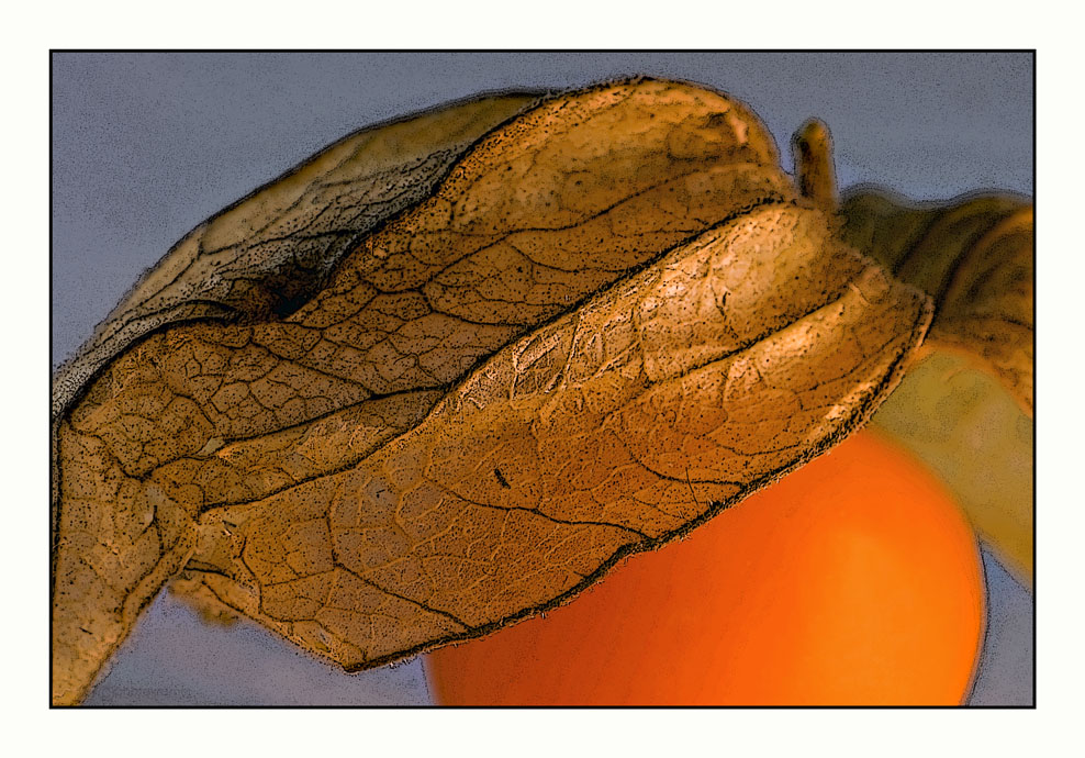 Physalis