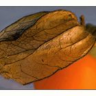 Physalis