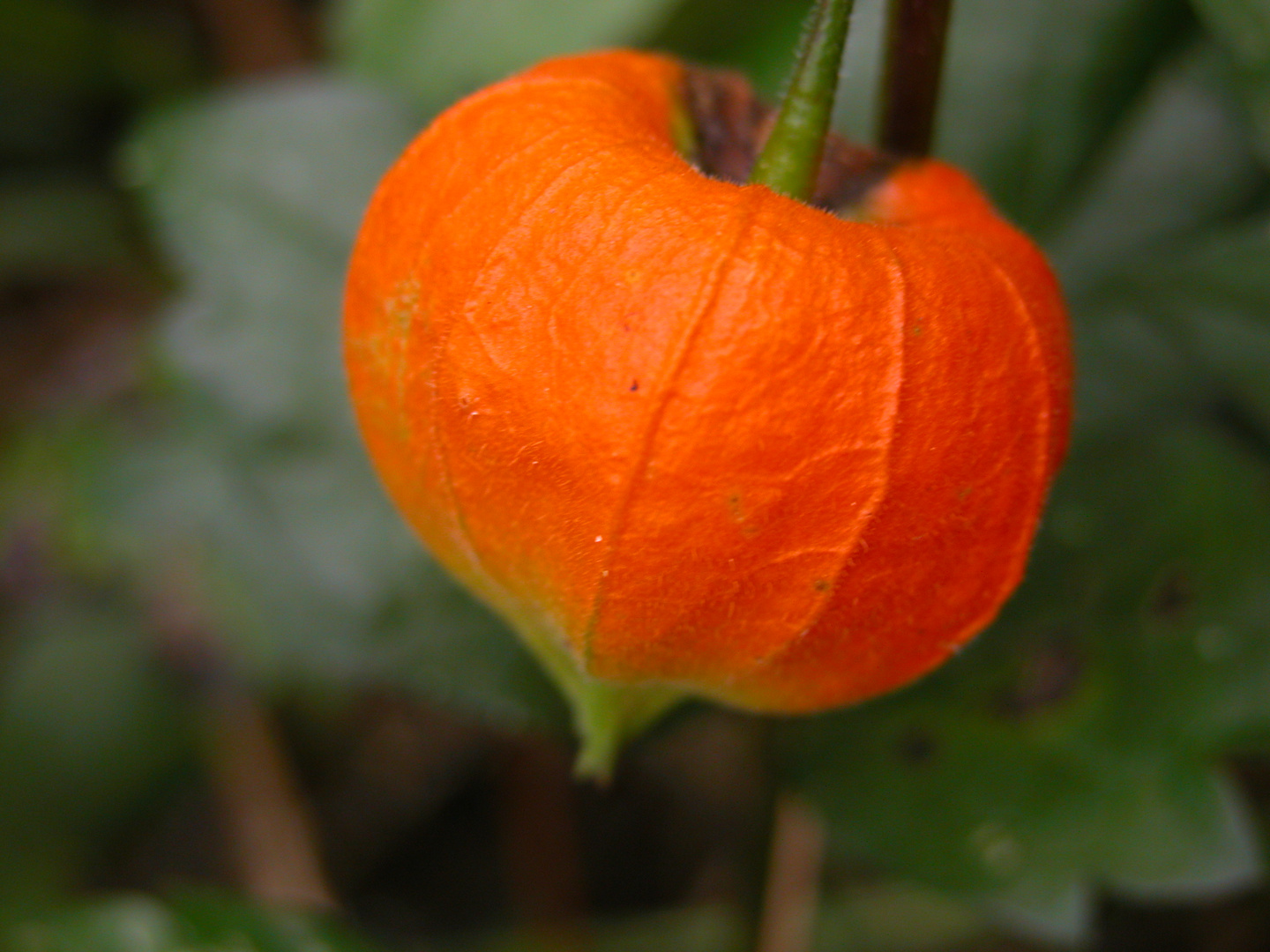 Physalis