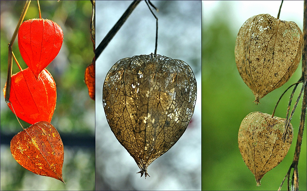 PHYSALIS