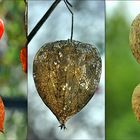 PHYSALIS