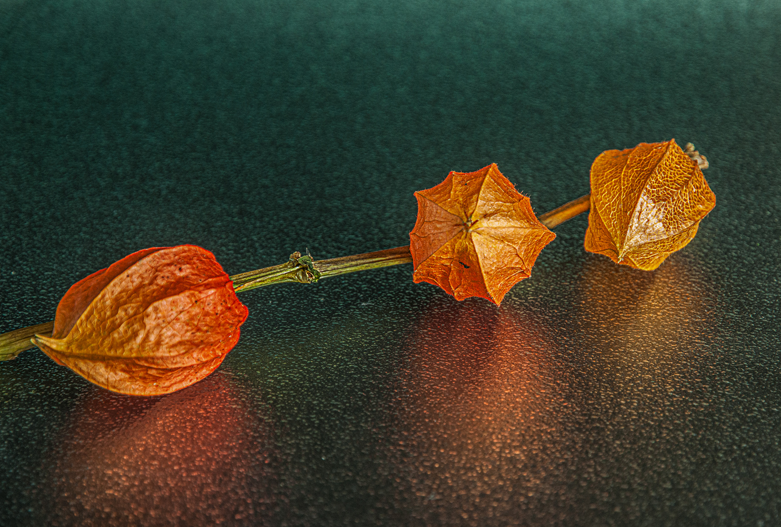 Physalis