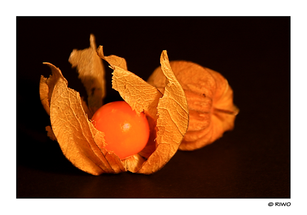 Physalis.....