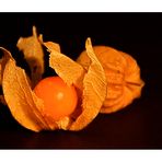 Physalis.....