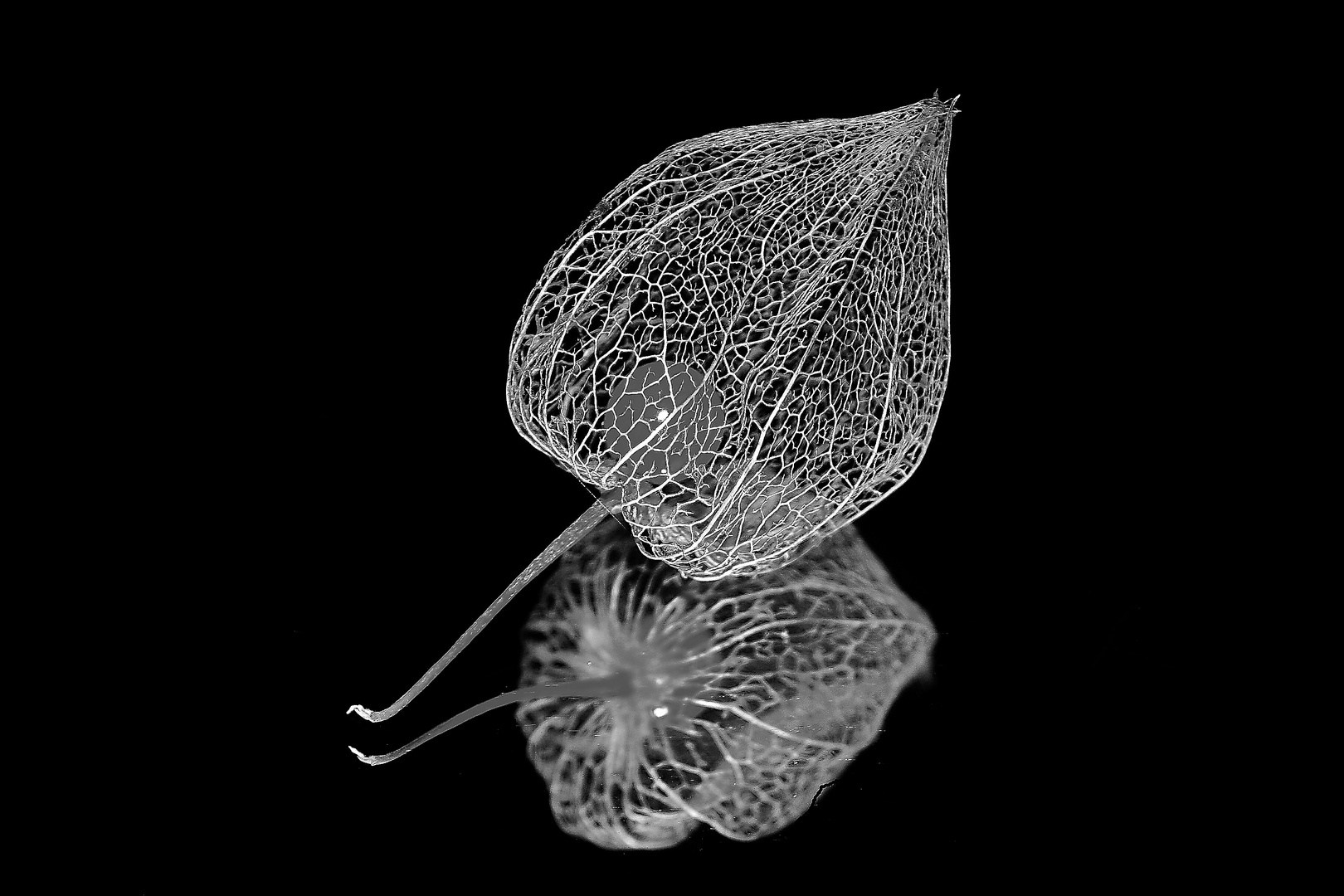 Physalis