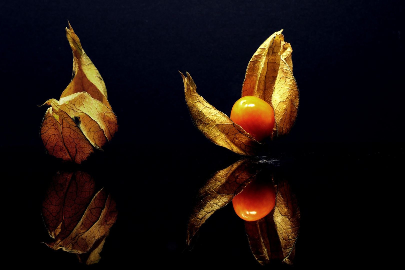 Physalis