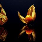 Physalis