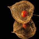 Physalis