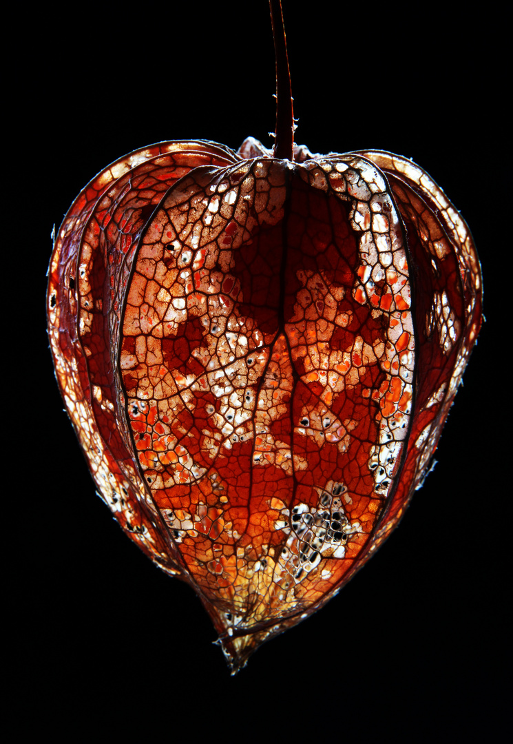 Physalis