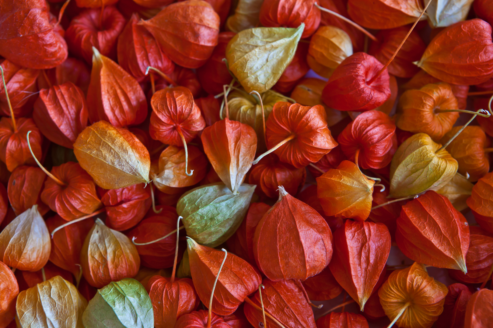 Physalis-Background