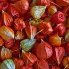 Physalis-Background