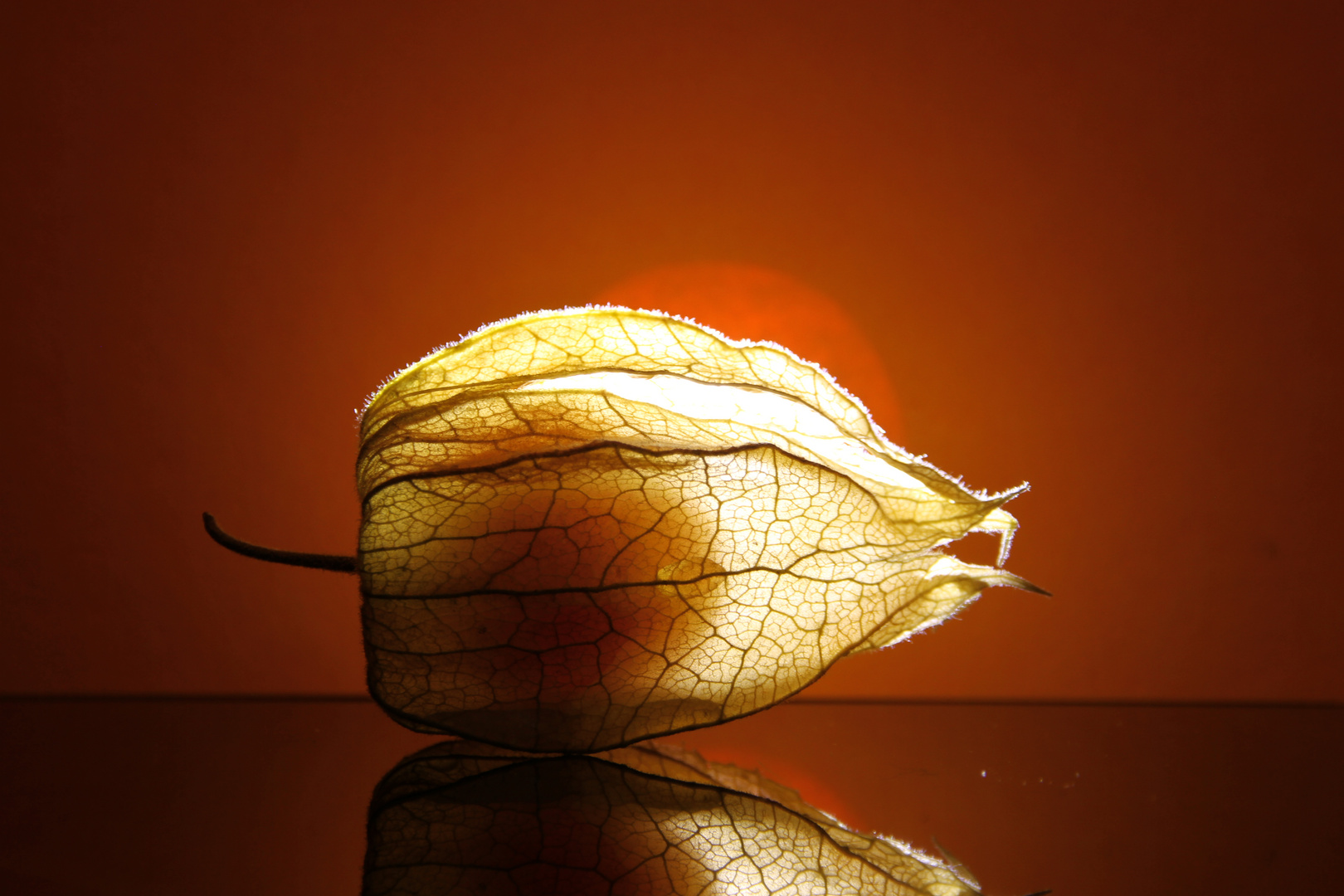 Physalis