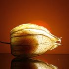 Physalis