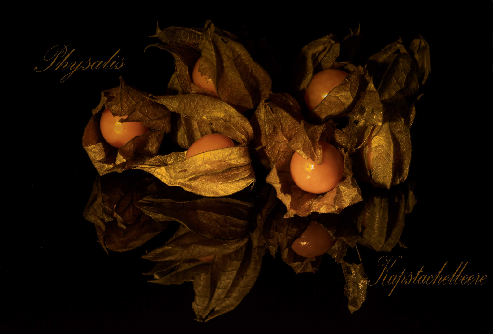 Physalis