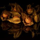 Physalis