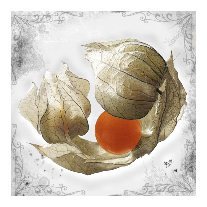 Physalis