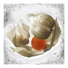 Physalis