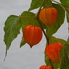 PHYSALIS