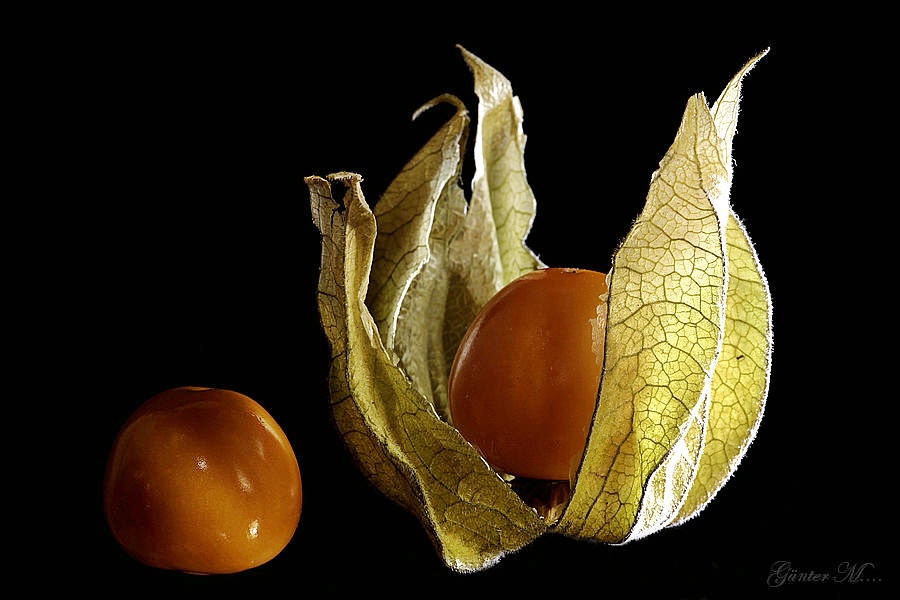 Physalis