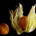 Physalis