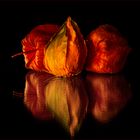 Physalis