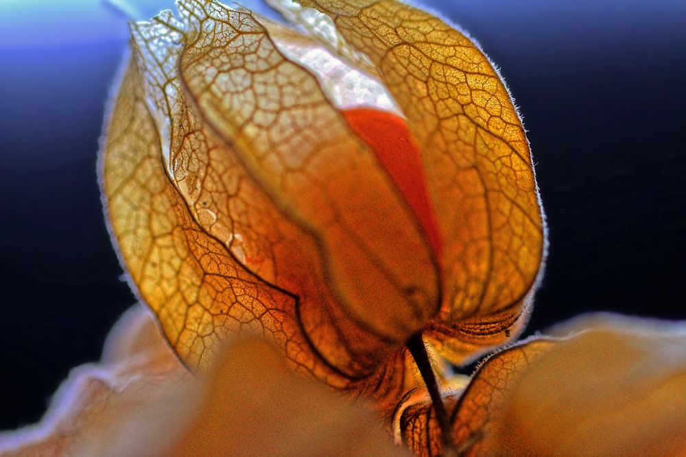 Physalis